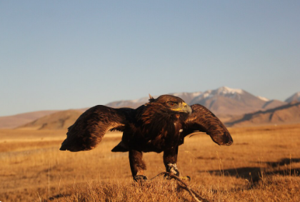 Falconry